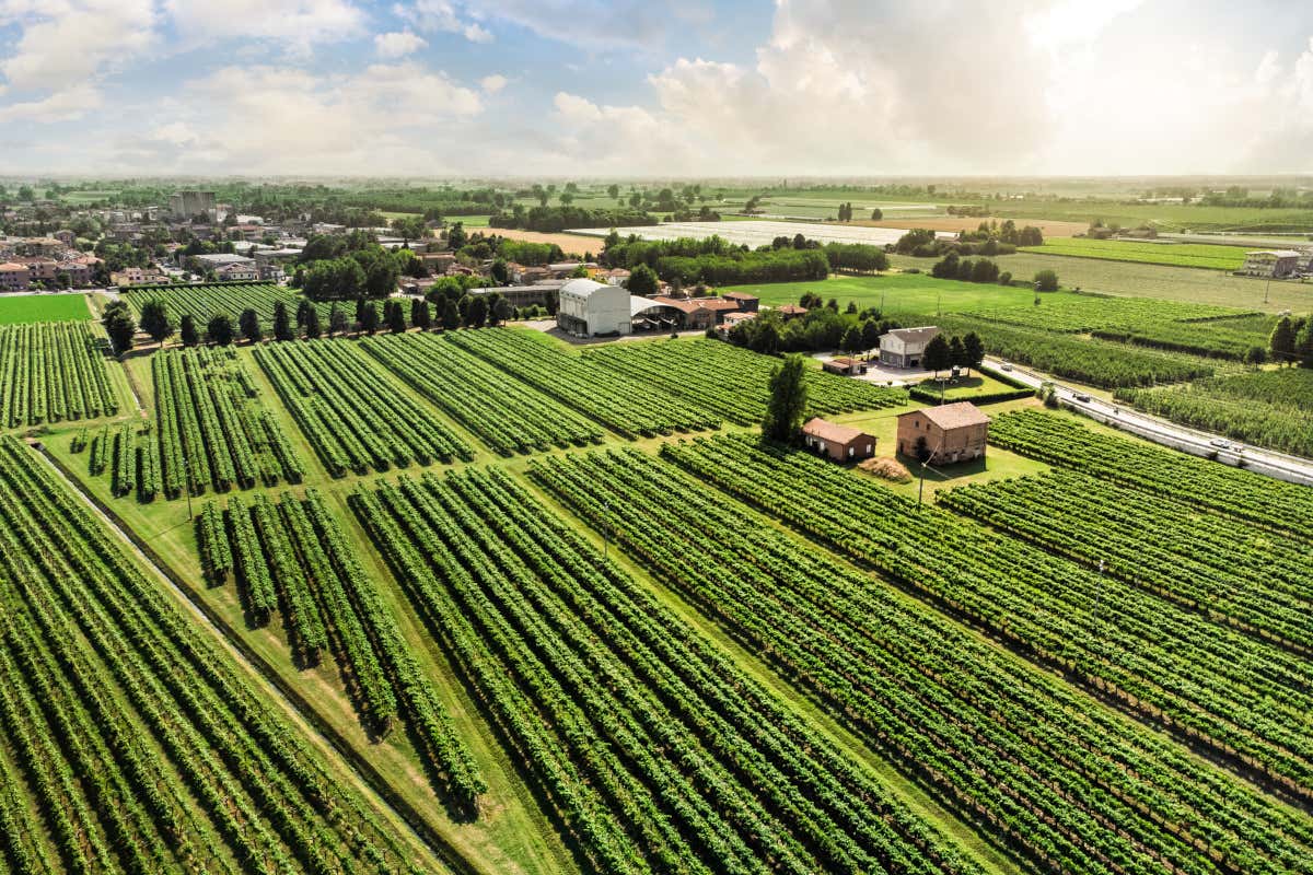 Le pianure modenesi, zona di produzione del Lambrusco