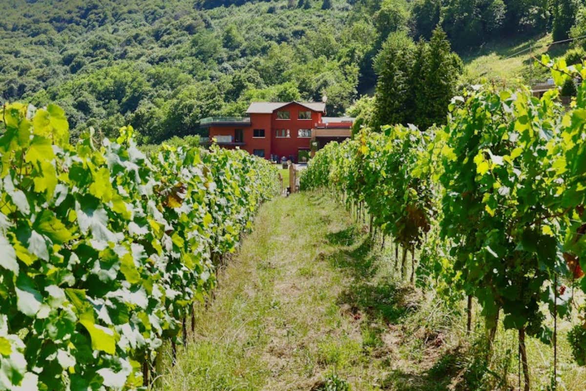 Podere Cavàga festeggia 50 anni nel segno del vino e dell’ospitalità Podere Cavàga festeggia 50 anni nel segno del vino e dell’ospitalità