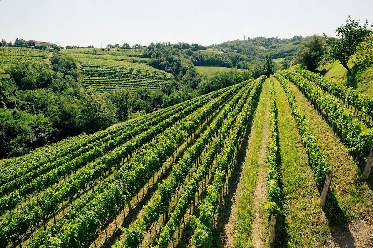 Radikon lancia POP, il vino che attraversa i confini e parla ai popoli
