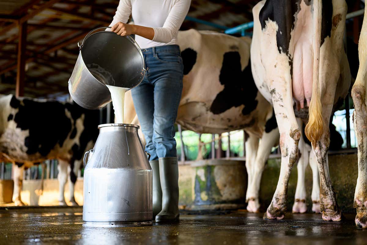 La produzione del latte in Italia parte da una filiera organizzata, dove allevamenti moderni garantiscono qualità, sicurezza e continuità produttiva