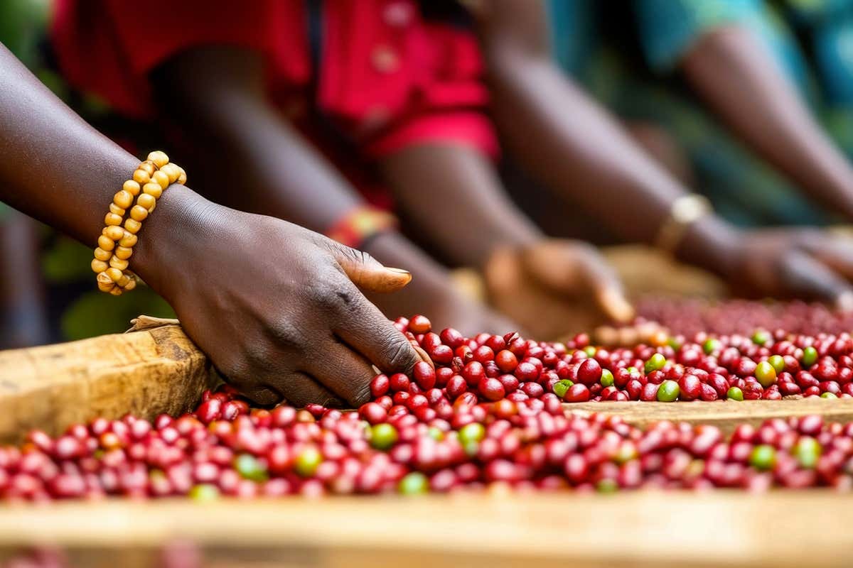 RIVISTA - Il caffè del Kenya conquista gli esperti: ecco cosa lo rende diverso dagli altri