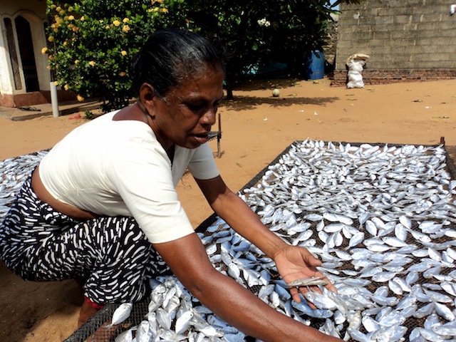 Otto nuove aree protette nel 2026 e 10mila ettari da recuperare entro il 2030: la lezione dello Sri Lanka sulle mangrovie