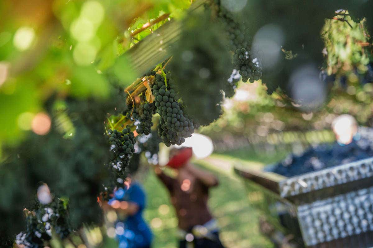L'uva di Teroldego