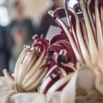 1789129149637 foto hannes niederkofler associazione turistica alta val di non radicchio rosso 1ff0411d