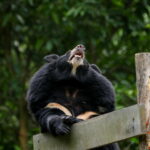epa13259007 A bear plays inside its sanctuary while British pianist and composer Rick Wakeman performs on a grand piano during a concert titled 'FREE THE FINAL BEARS' for bears rescued from bile farms, at the Vietnam Bear Rescue Centre in Tam Dao ...