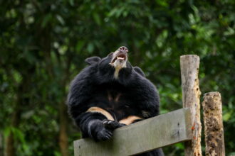 epa13259007 A bear plays inside its sanctuary while British pianist and composer Rick Wakeman performs on a grand piano during a concert titled 'FREE THE FINAL BEARS' for bears rescued from bile farms, at the Vietnam Bear Rescue Centre in Tam Dao ...