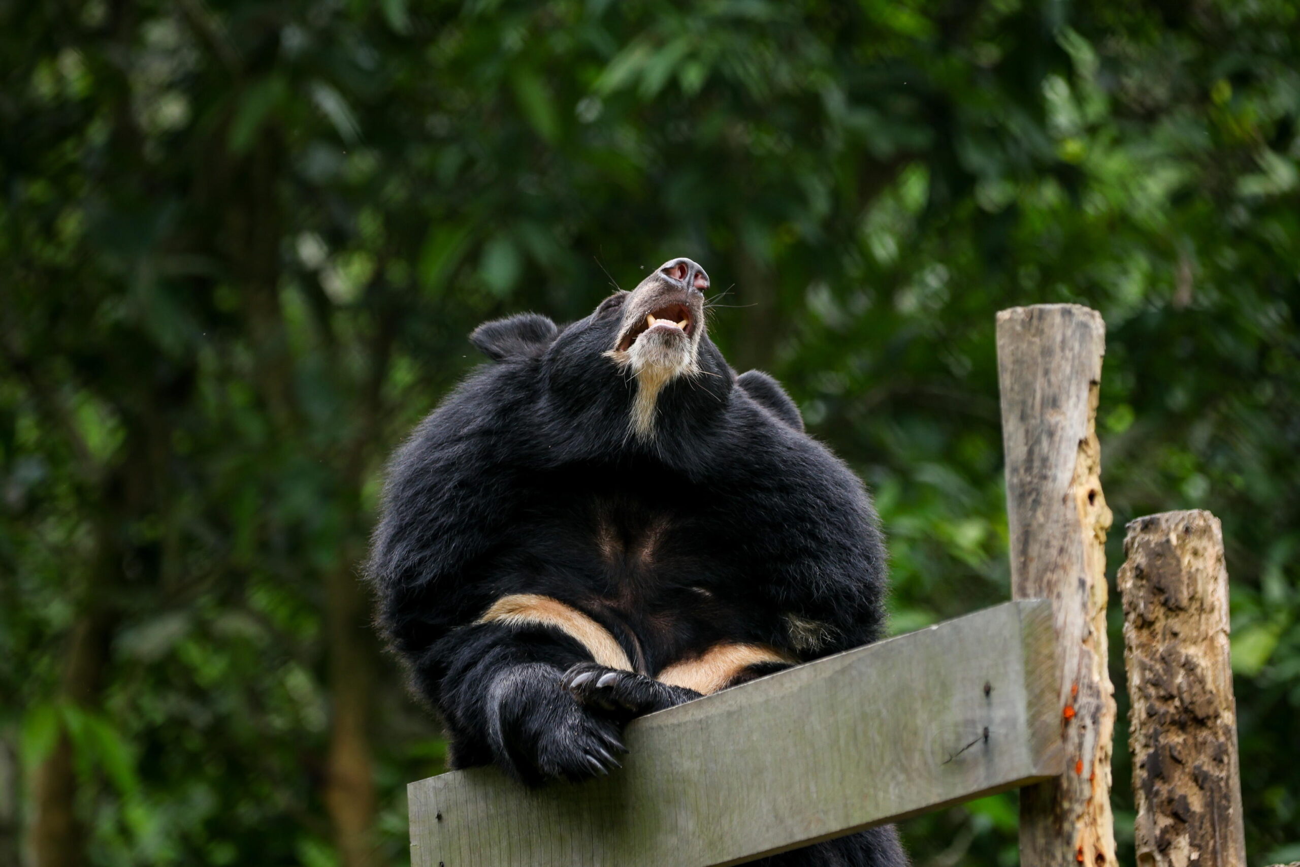 epa13259007 A bear plays inside its sanctuary while British pianist and composer Rick Wakeman performs on a grand piano during a concert titled 'FREE THE FINAL BEARS' for bears rescued from bile farms, at the Vietnam Bear Rescue Centre in Tam Dao ...