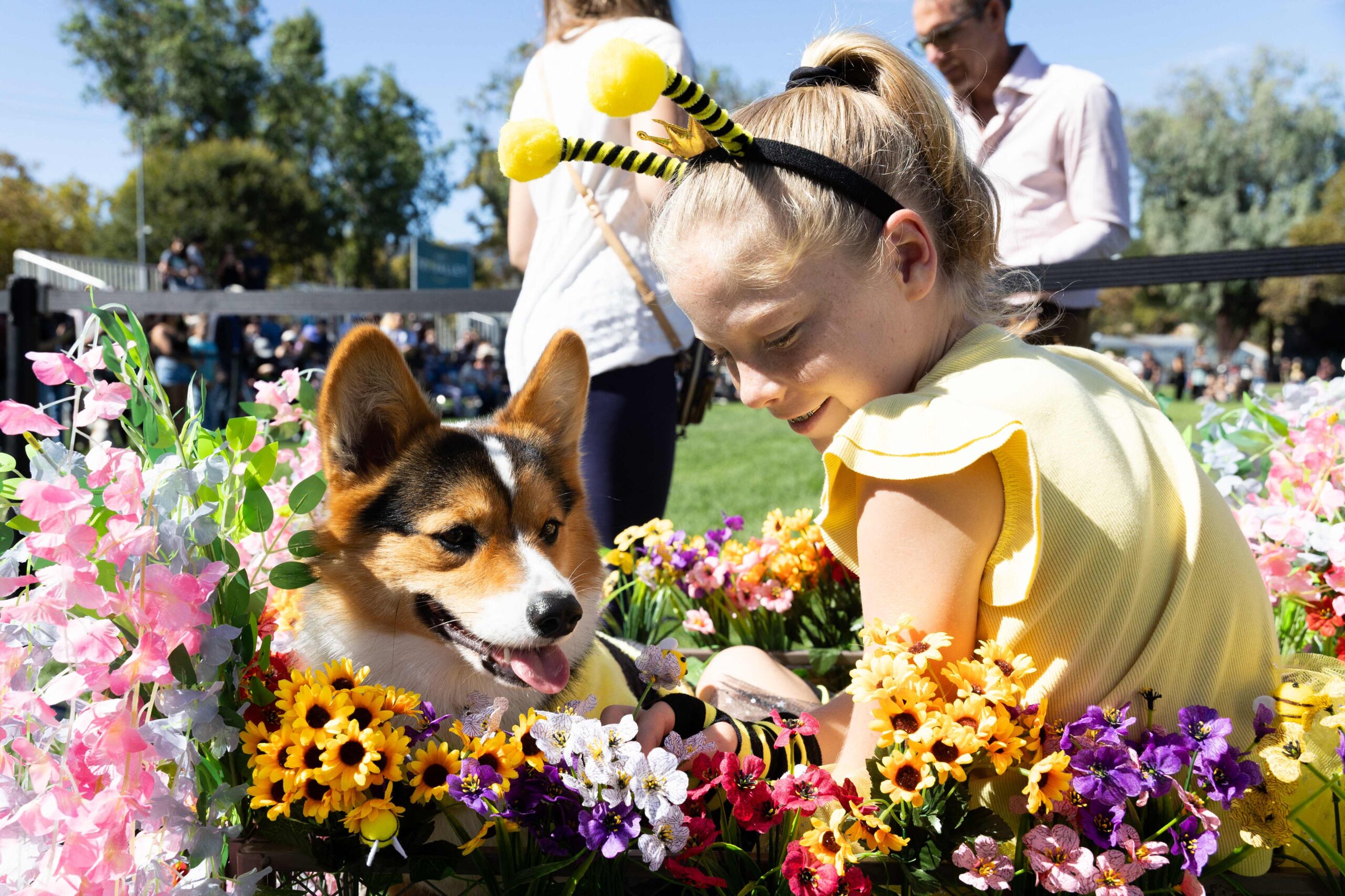 PLEASANTON, CALIFORNIA - SEPTEMBER 26: Bernard the corgi and Aubrey sit in a cart for a costume contest during Corgi Con at the Alameda County Fairgrounds on September 26, 2026 in Pleasanton, California. Attendees gathered at the fairgrounds to wa...