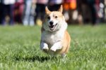 PLEASANTON, CALIFORNIA - SEPTEMBER 26: A corgi runs during a race at Corgi Con at the Alameda County Fairgrounds on September 26, 2026 in Pleasanton, California. Attendees gathered at the fairgrounds to watch corgis compete in races, an obstacle c...