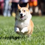 PLEASANTON, CALIFORNIA - SEPTEMBER 26: A corgi runs during a race at Corgi Con at the Alameda County Fairgrounds on September 26, 2026 in Pleasanton, California. Attendees gathered at the fairgrounds to watch corgis compete in races, an obstacle c...