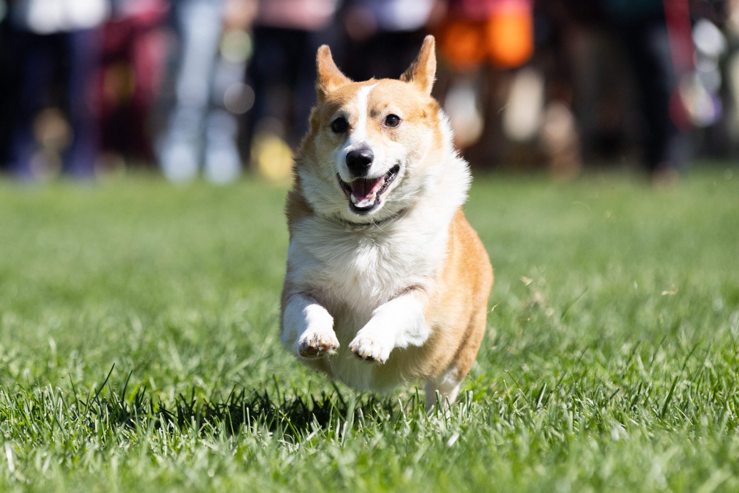 PLEASANTON, CALIFORNIA - SEPTEMBER 26: A corgi runs during a race at Corgi Con at the Alameda County Fairgrounds on September 26, 2026 in Pleasanton, California. Attendees gathered at the fairgrounds to watch corgis compete in races, an obstacle c...