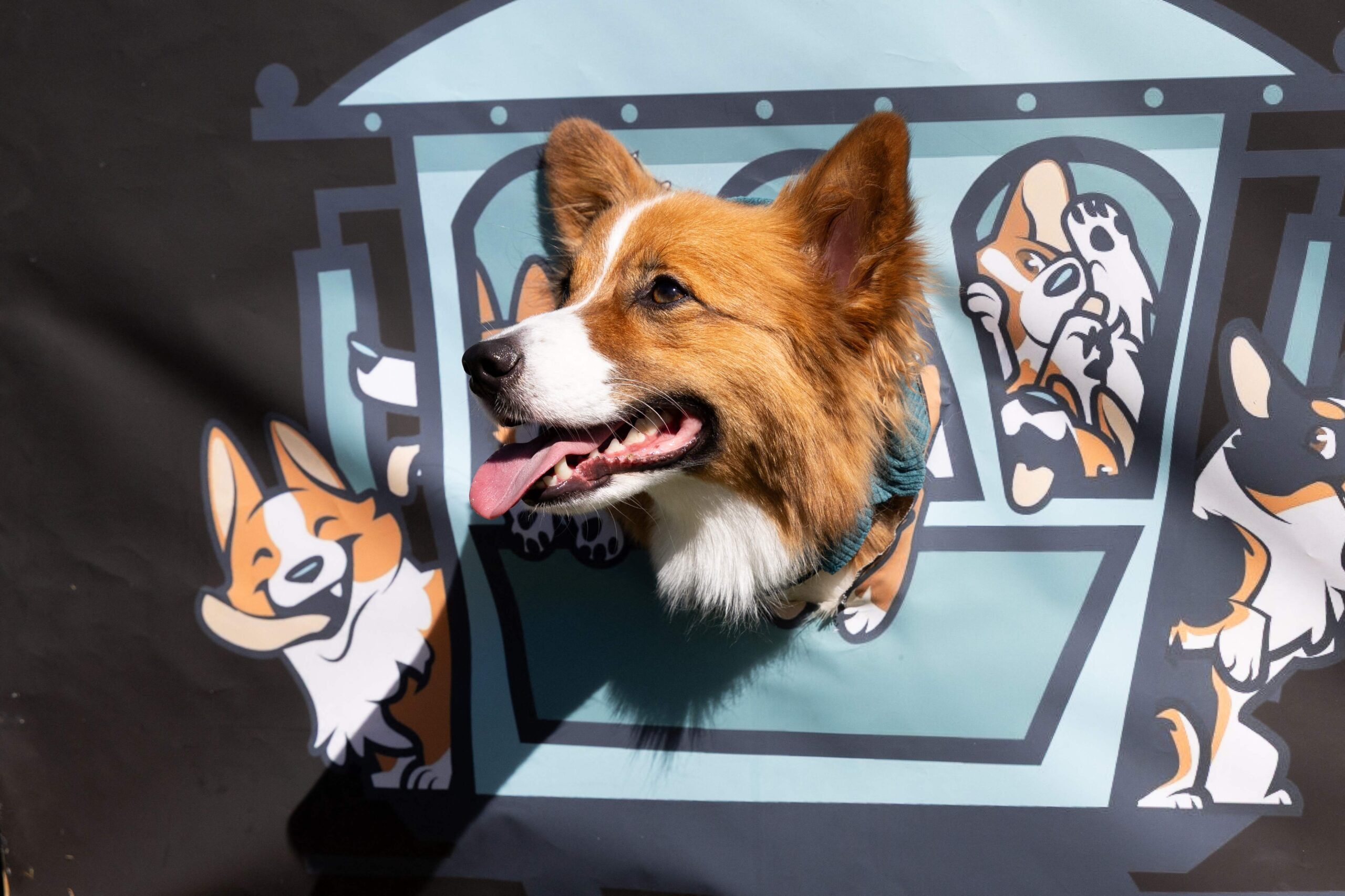PLEASANTON, CALIFORNIA - SEPTEMBER 26: Bean the corgi looks through a hole in a display during Corgi Con at the Alameda County Fairgrounds on September 26, 2026 in Pleasanton, California. Attendees gathered at the fairgrounds to watch corgis compe...