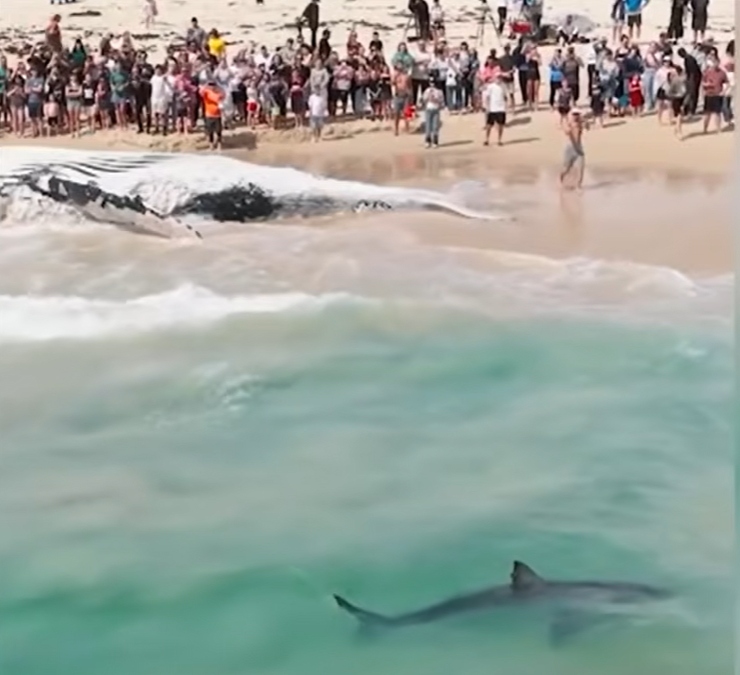 Selfie con la balena morta che attira gli squali a riva: tutti in spiaggia malgrado i divieti