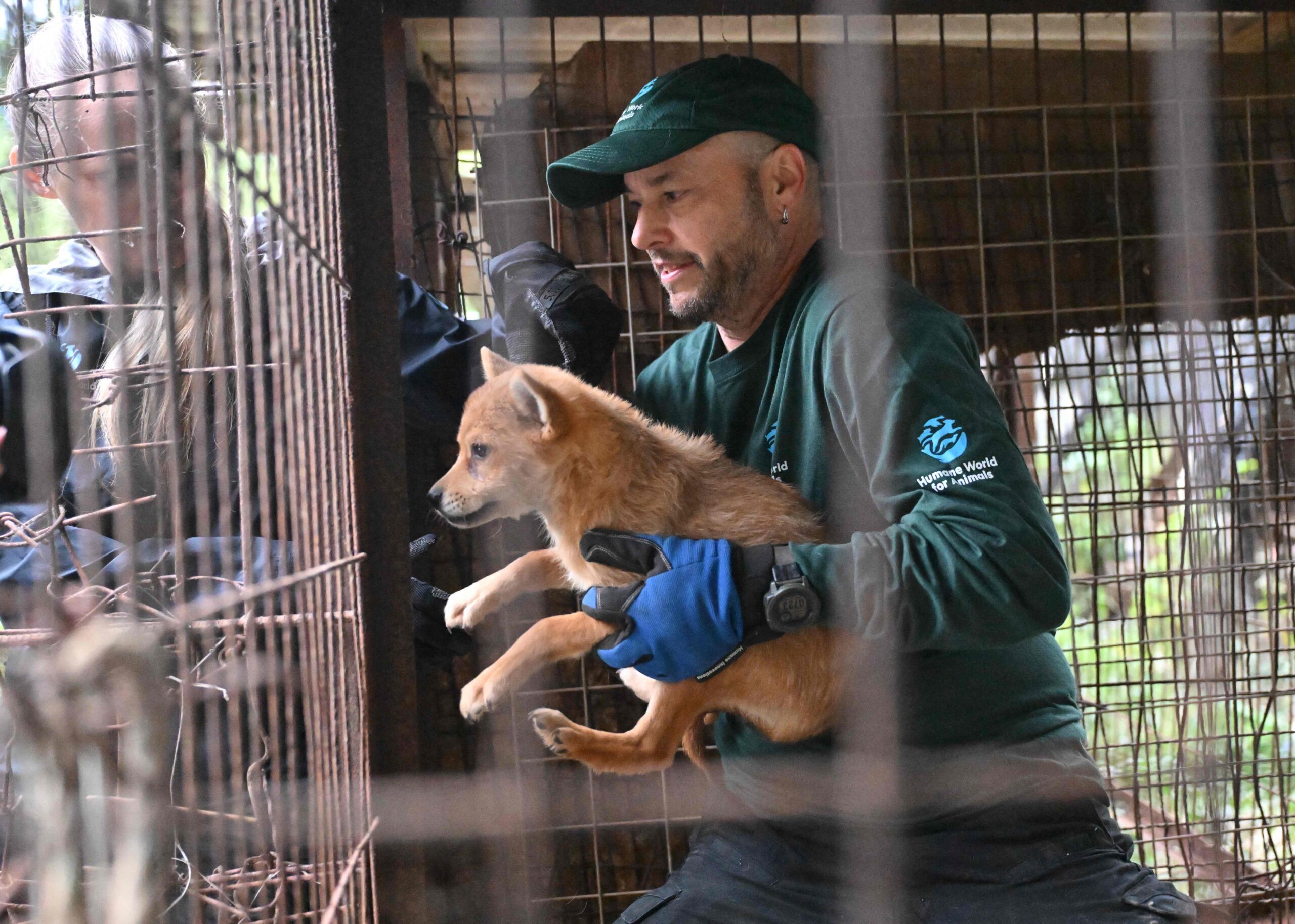 A member of the animal protection group "Humane World for Animals" carries a dog in a cage at a dog meat farm during a rescue event involving the closure of the farm in Gangjin County on September 29, 2026. Around 40 dogs were rescued from a dog m...