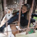 A member of the animal protection group "Humane World for Animals" interacts with a dog in a cage at a dog meat farm during a rescue event involving the closure of the farm in Gangjin County on September 29, 2026. Around 40 dogs were rescued from...
