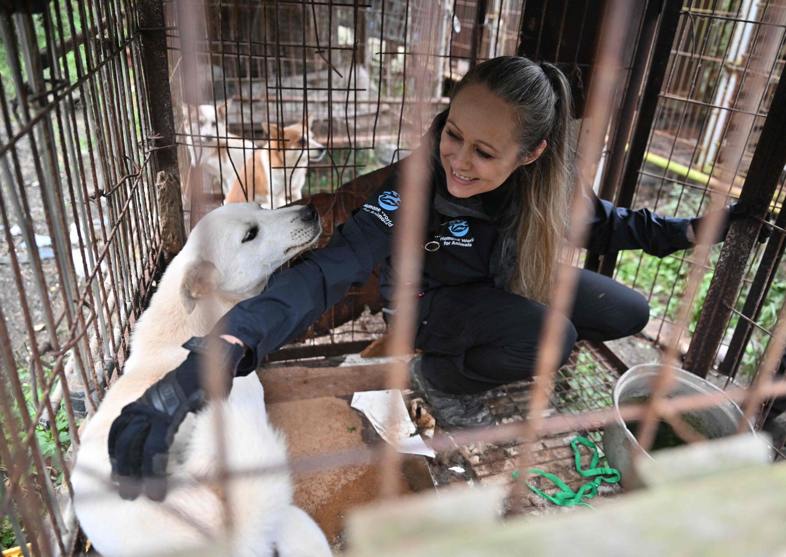 A member of the animal protection group "Humane World for Animals" interacts with a dog in a cage at a dog meat farm during a rescue event involving the closure of the farm in Gangjin County on September 29, 2026. Around 40 dogs were rescued from...