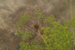 This screengrab from a handout video taken on September 26, 2026 by Borneo Orangutan Survival Foundation (BOSF) obtained by AFPTV and released on October 8 shows an aerial view of a female orangutan nicknamed Novita resting in a tree amid smoke fr...