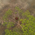This screengrab from a handout video taken on September 26, 2026 by Borneo Orangutan Survival Foundation (BOSF) obtained by AFPTV and released on October 8 shows an aerial view of a female orangutan nicknamed Novita resting in a tree amid smoke fr...