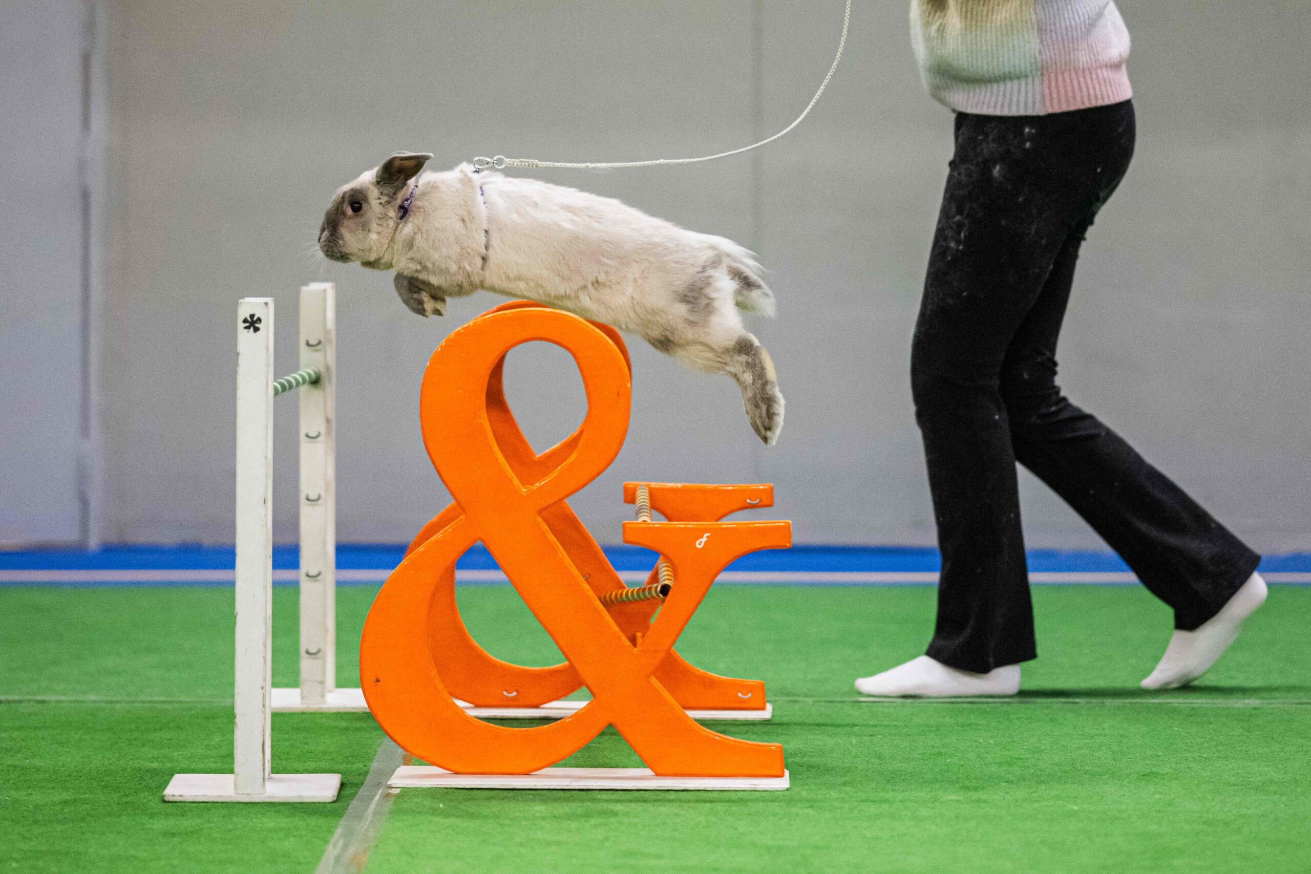 A rabbit clears an obstacle during the straight-course competition at the European Rabbit Jumping Championship in Lysekil, Sweden, on October 9, 2026. The three-day championship, running from October 9 to 11, features several disciplines, includin...