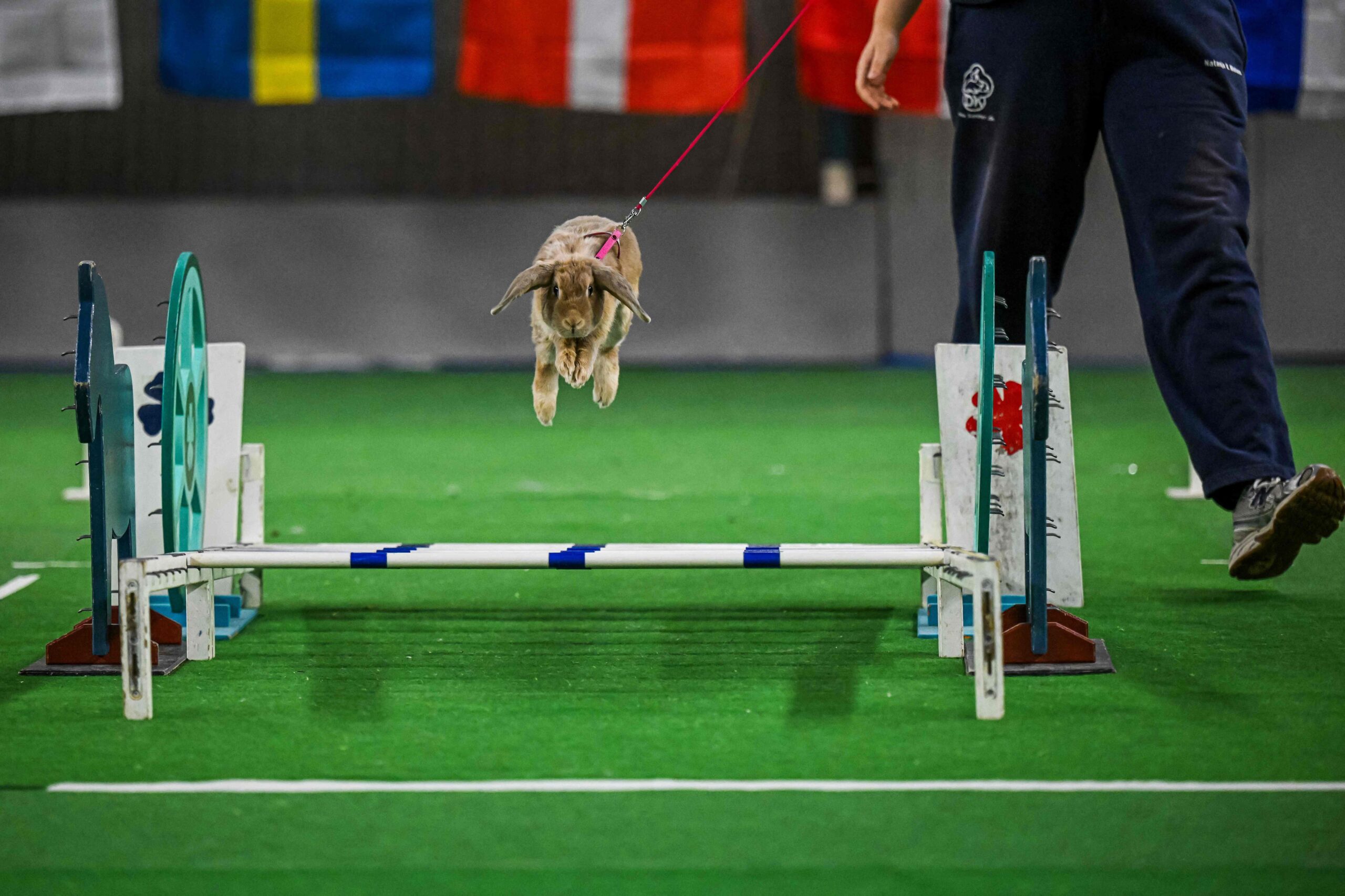 A rabbit leaps over an obstacle as its handler guides it during the long jump competition at the European Rabbit Jumping Championships in Lysekil, Sweden, on October 9, 2026. The three-day championship, running from October 9 to 11, features sever...