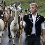 epa13293876 Rico drives around 100 llamas during the 'Alpabzug' (descent of herds) from the Griesalp area back to the valley in Kiental, Switzerland, 10 October 2026. EPA/PETER KLAUNZER