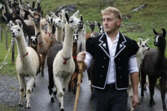 epa13293876 Rico drives around 100 llamas during the 'Alpabzug' (descent of herds) from the Griesalp area back to the valley in Kiental, Switzerland, 10 October 2026. EPA/PETER KLAUNZER