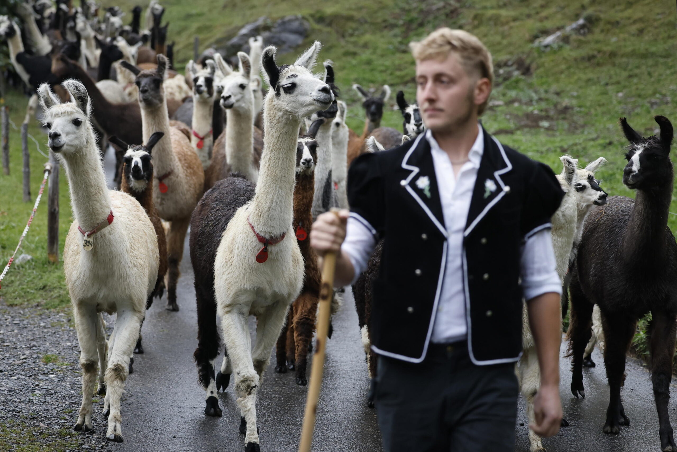 epa13293876 Rico drives around 100 llamas during the 'Alpabzug' (descent of herds) from the Griesalp area back to the valley in Kiental, Switzerland, 10 October 2026. EPA/PETER KLAUNZER