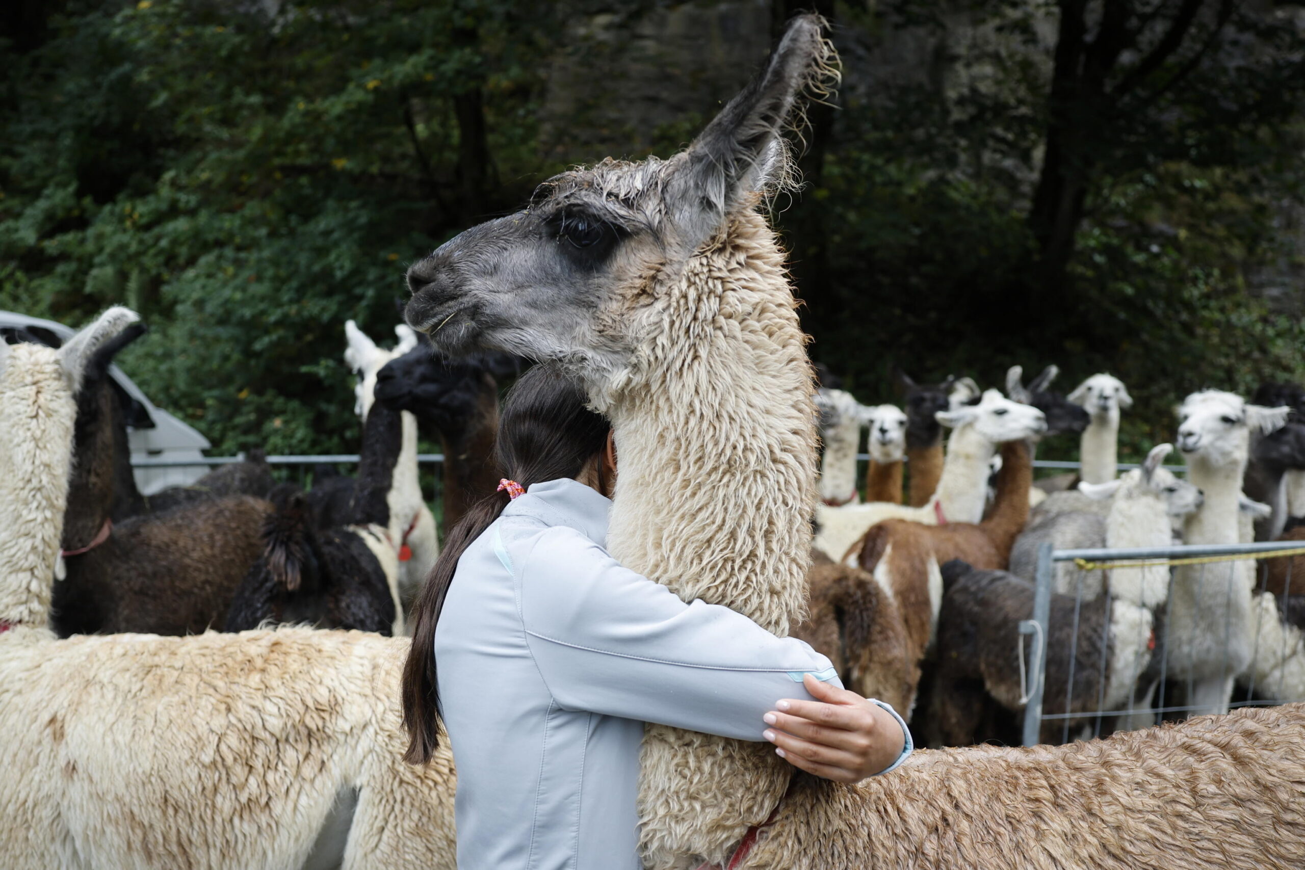 epaselect epa13293855 Noelia hugs llama Tina after the 'Alpabzug' (descent of herds) from the Griesalp area back to the valley in Kiental, Switzerland, 10 October 2026. EPA/PETER KLAUNZER