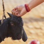 epa13316402 Nepalese army personnel prepare to sacrifice a goat and a buffalo as an offering to the Hindu goddess Durga during Maha Nawami, the ninth day of the Dashain festival, at Kathmandu Durbar Square in Kathmandu, Nepal, 20 October 2026. Dur...