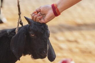epa13316402 Nepalese army personnel prepare to sacrifice a goat and a buffalo as an offering to the Hindu goddess Durga during Maha Nawami, the ninth day of the Dashain festival, at Kathmandu Durbar Square in Kathmandu, Nepal, 20 October 2026. Dur...