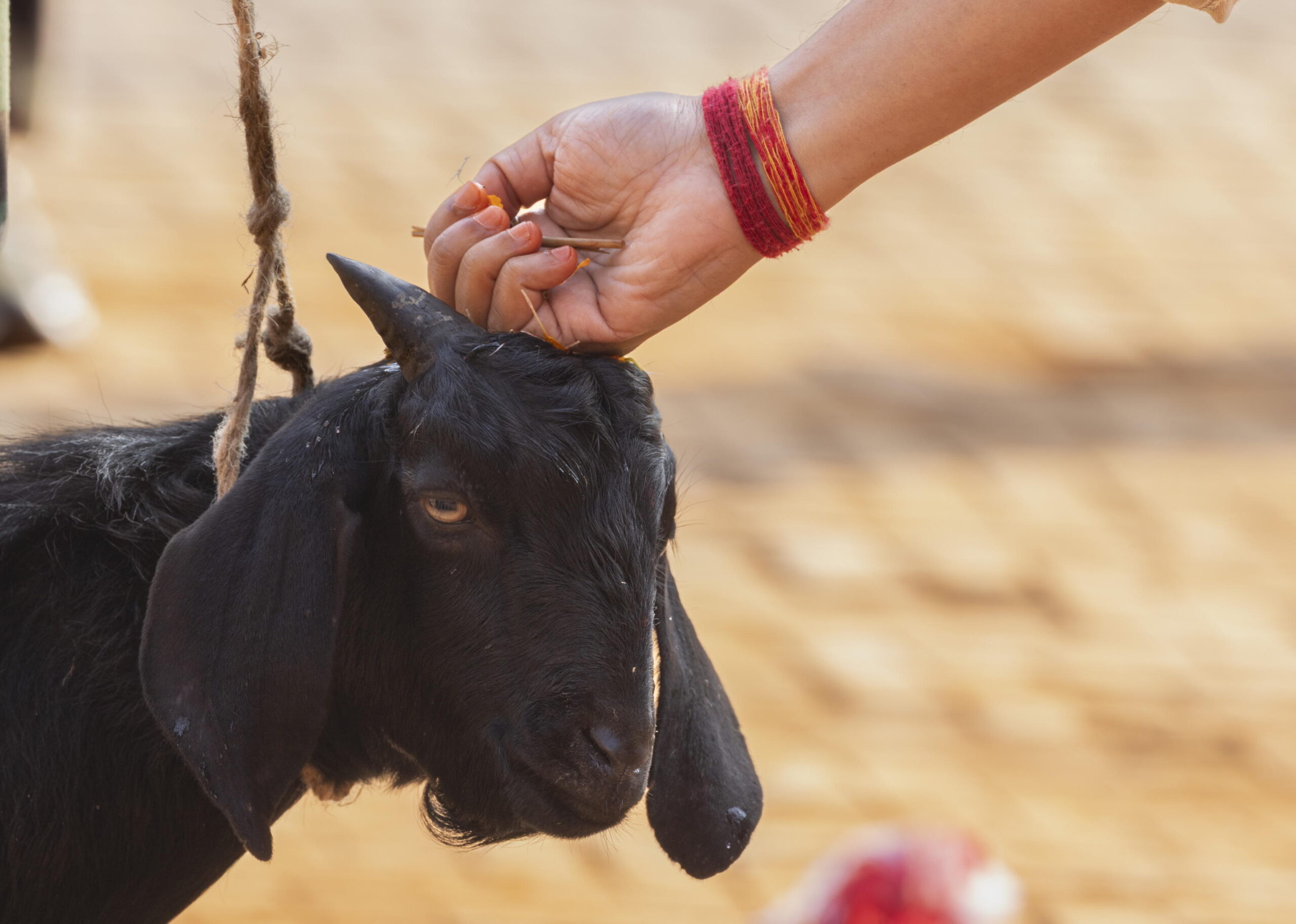 epa13316402 Nepalese army personnel prepare to sacrifice a goat and a buffalo as an offering to the Hindu goddess Durga during Maha Nawami, the ninth day of the Dashain festival, at Kathmandu Durbar Square in Kathmandu, Nepal, 20 October 2026. Dur...