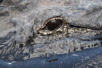 epa13318585 A crocodilian swims at Gatorland wildlife park in Orlando, Florida, USA, 20 October 2026. Florida is home to an estimated 1.3 million alligators across all 67 counties, according to the Florida Fish and Wildlife Conservation Commission...
