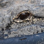 epa13318585 A crocodilian swims at Gatorland wildlife park in Orlando, Florida, USA, 20 October 2026. Florida is home to an estimated 1.3 million alligators across all 67 counties, according to the Florida Fish and Wildlife Conservation Commission...