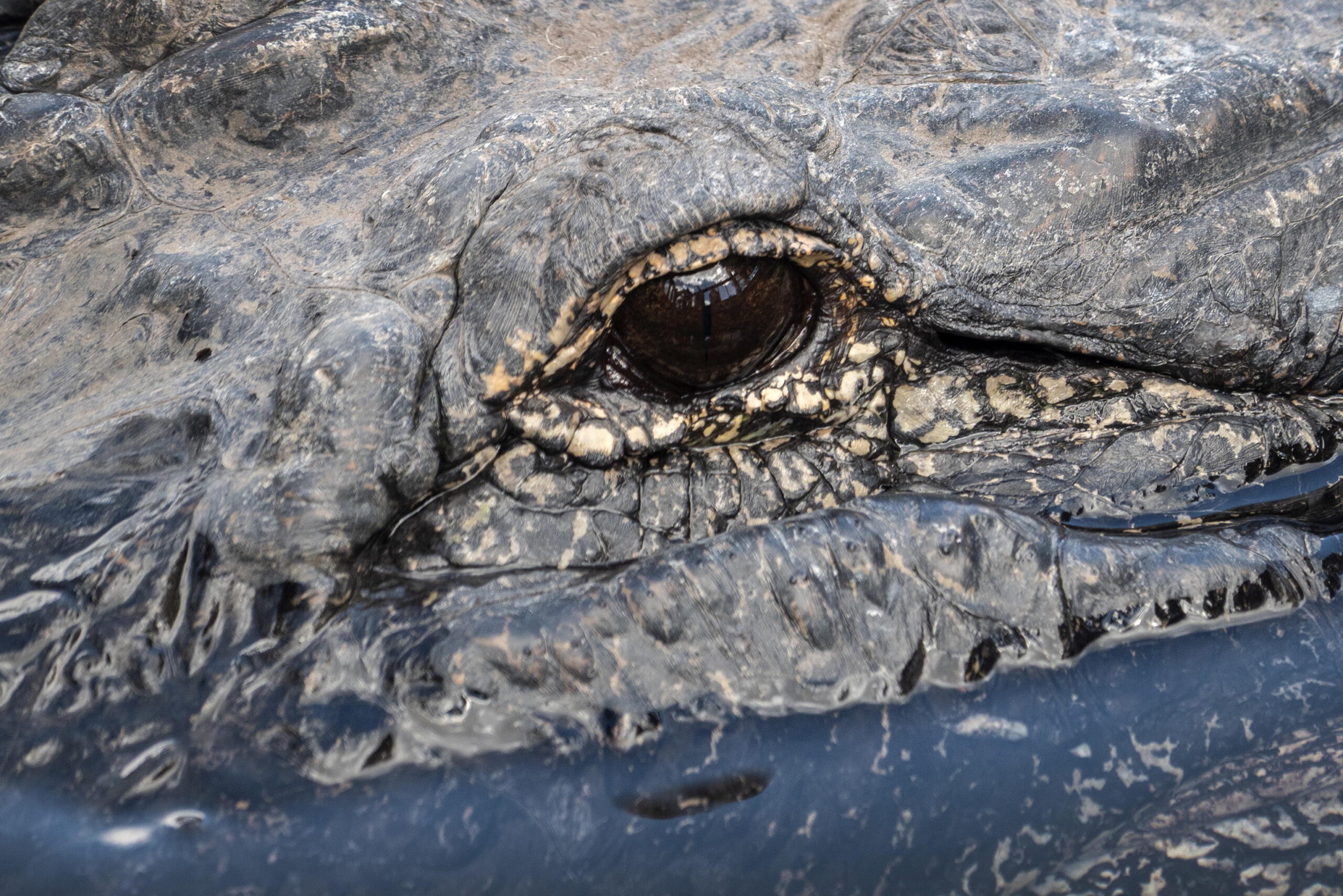 epa13318585 A crocodilian swims at Gatorland wildlife park in Orlando, Florida, USA, 20 October 2026. Florida is home to an estimated 1.3 million alligators across all 67 counties, according to the Florida Fish and Wildlife Conservation Commission...