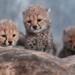 Cheetah cubs stand at the Lunaret Zoo in Montpellier, southern France, on October 22, 2026. Four cheetahs, a species classified as vulnerable, were born in captivity on September 12, 2026, at the Lunaret Zoo. (Photo by Sylvain THOMAS / AFP)