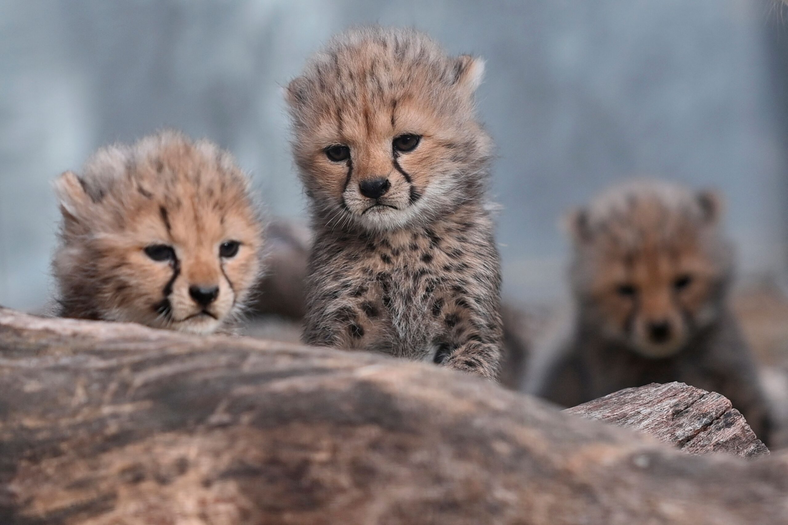 Cheetah cubs stand at the Lunaret Zoo in Montpellier, southern France, on October 22, 2026. Four cheetahs, a species classified as vulnerable, were born in captivity on September 12, 2026, at the Lunaret Zoo. (Photo by Sylvain THOMAS / AFP)