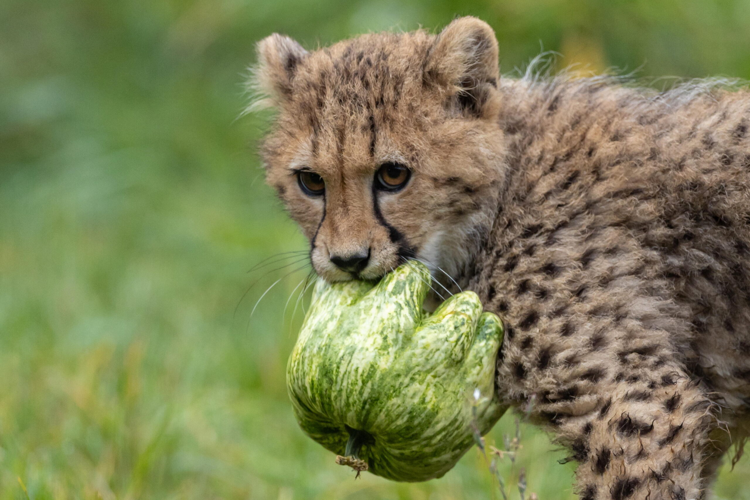 epa13341041 A cheetah cub plays with a pumpkin at Prague Zoo, in Prague, Czechia, 30 October 2026. Prague Zoo handed out pumpkin treats to some of its animals to celebrate the Halloween festivities. EPA/MARTIN DIVISEK