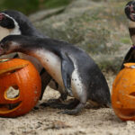 Humboldt penguins eat fish from carved pumpkins photocall to promote Halloween, at ZSL London Zoo in central London on October 29, 2026. (Photo by Henry NICHOLLS / AFP)