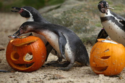 Humboldt penguins eat fish from carved pumpkins photocall to promote Halloween, at ZSL London Zoo in central London on October 29, 2026. (Photo by Henry NICHOLLS / AFP)