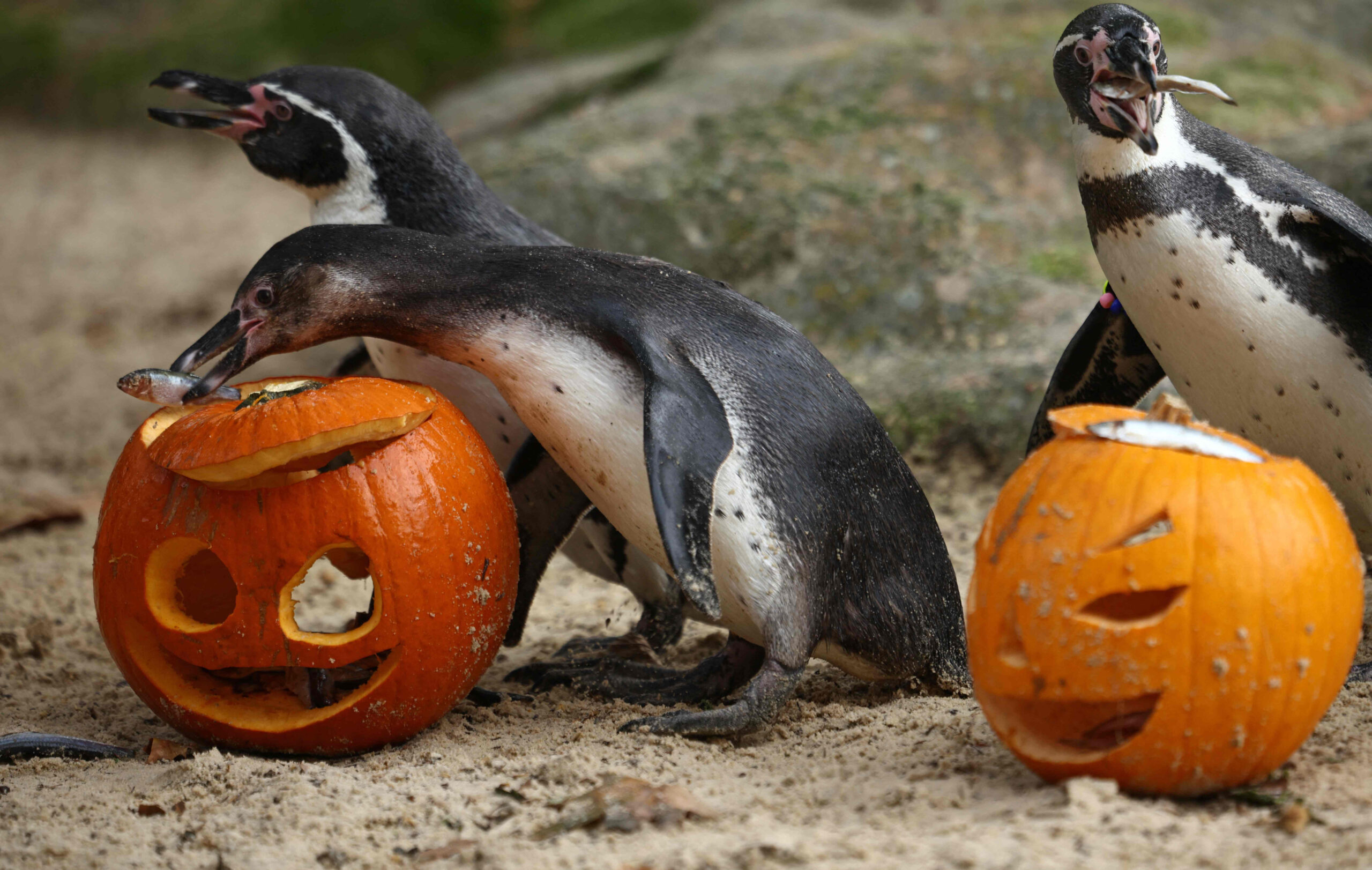 Humboldt penguins eat fish from carved pumpkins photocall to promote Halloween, at ZSL London Zoo in central London on October 29, 2026. (Photo by Henry NICHOLLS / AFP)