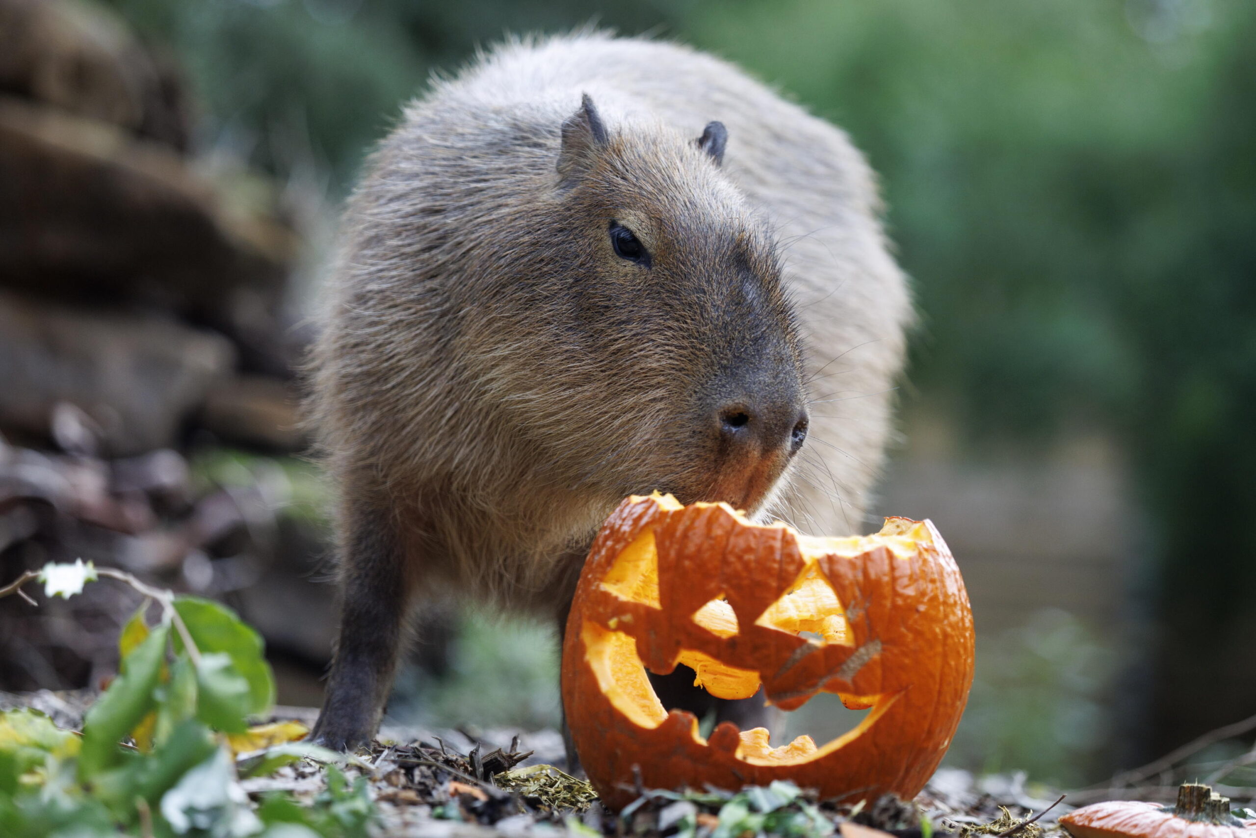 epa13338830 A capybara is fed Halloween treats during a Halloween photocall at ZSL London Zoo in London, Britain, 29 October 2026. Zookeepers take the opportunity to come up with new seasonal ways to encourage the animals' natural instincts and sk...